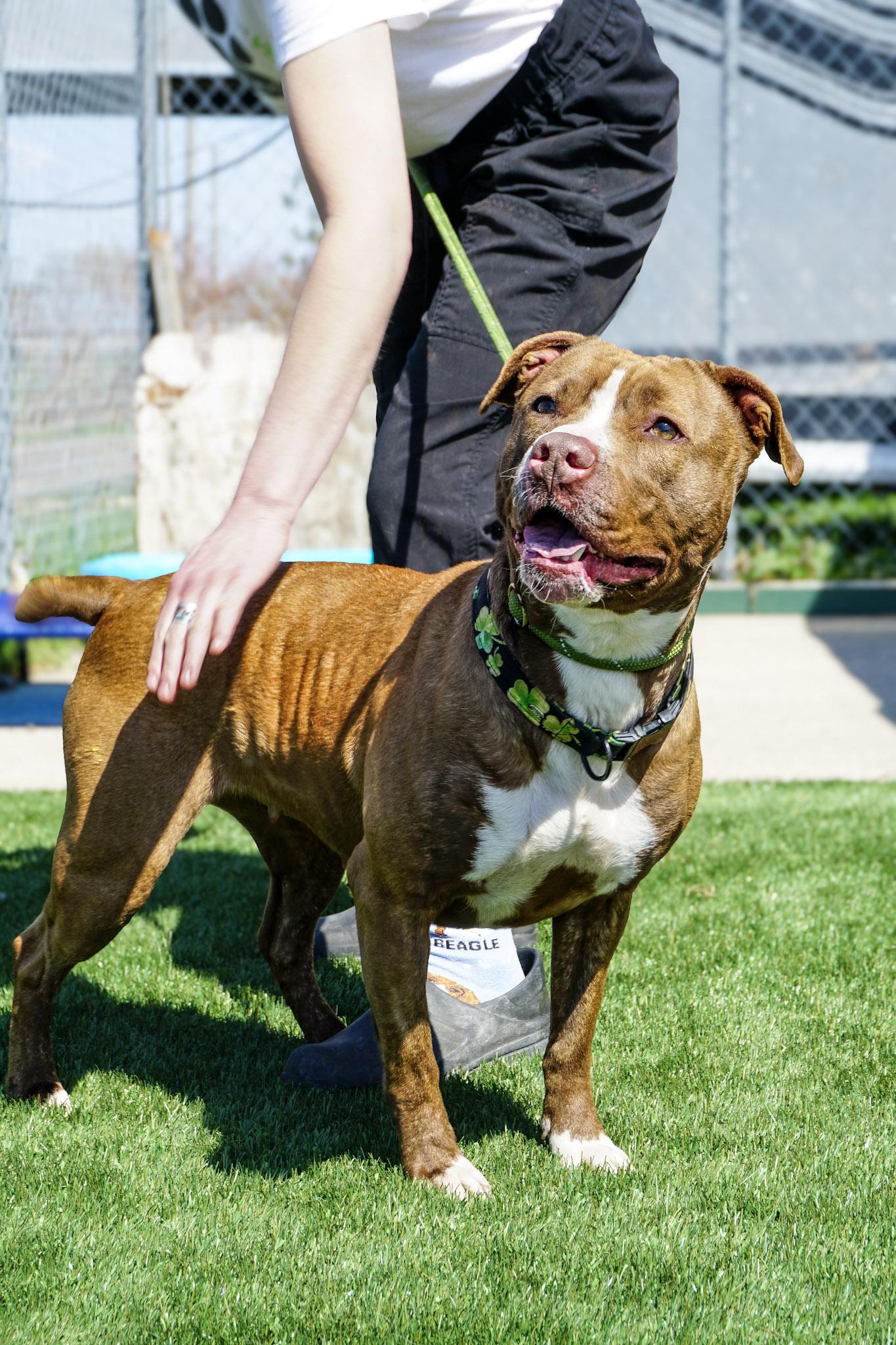 Diamond, Adopted, Adult Female Terrier.