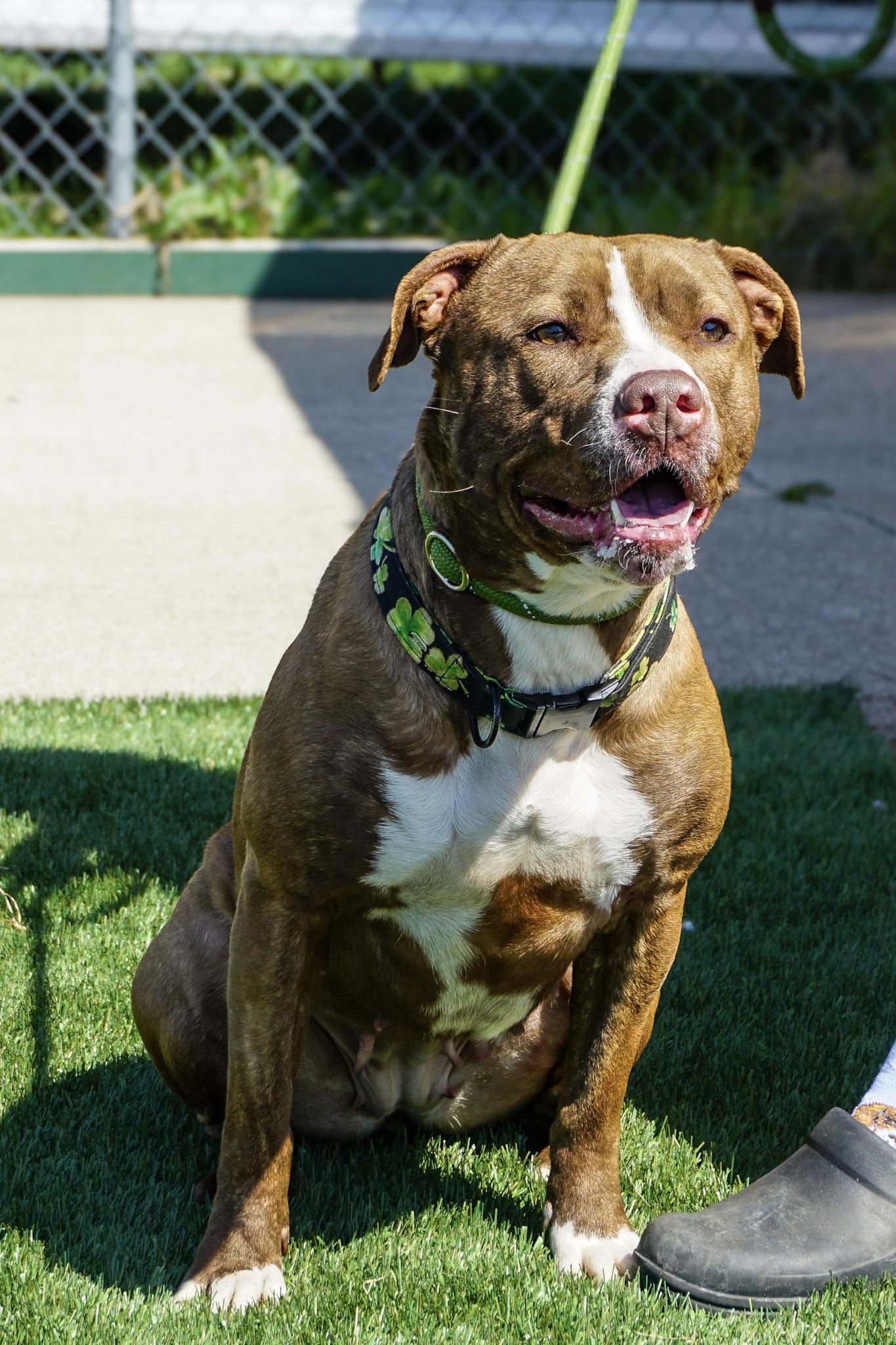 Diamond, Adopted, Adult Female Terrier.