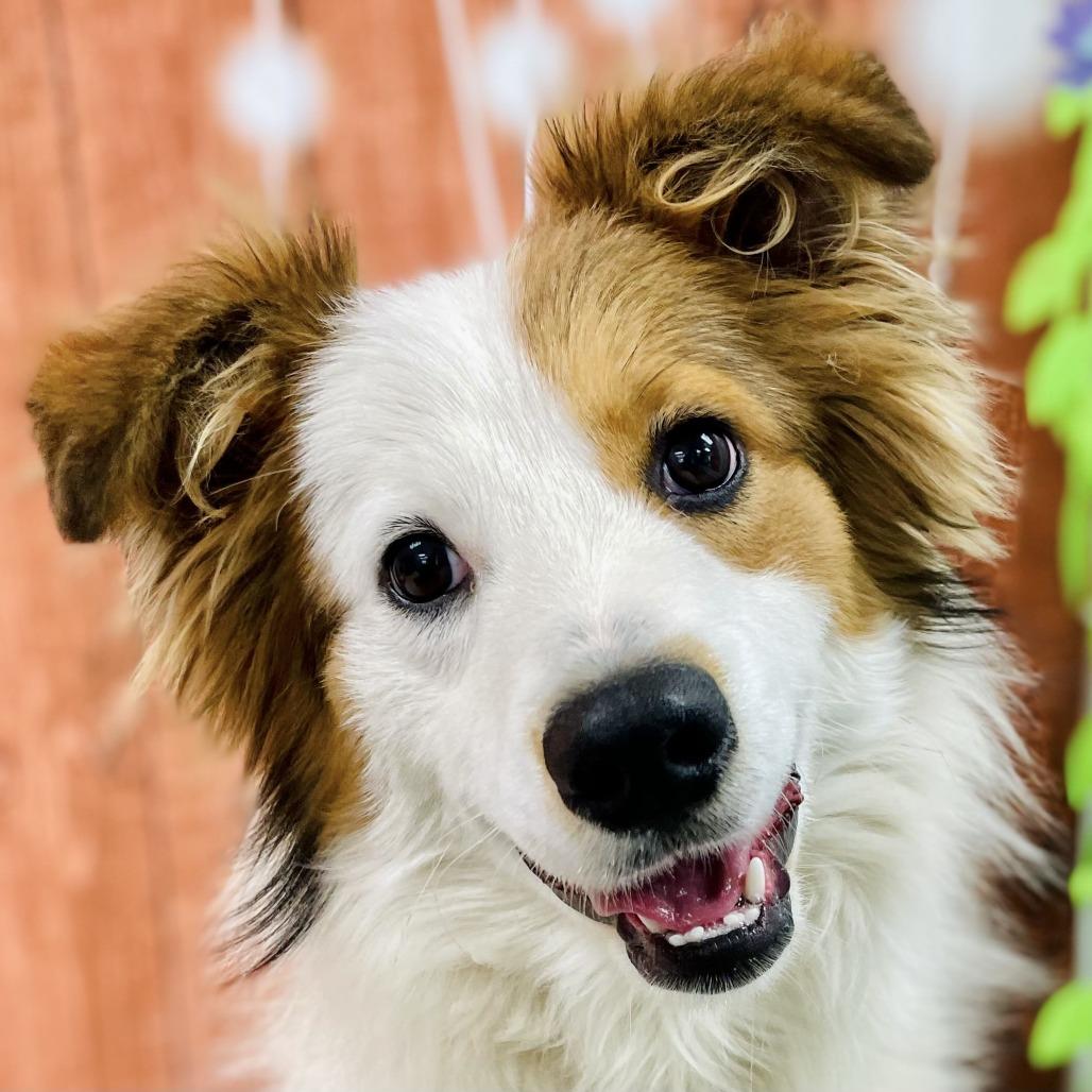 Rowan, Adoptable, Young Male Australian Shepherd.
