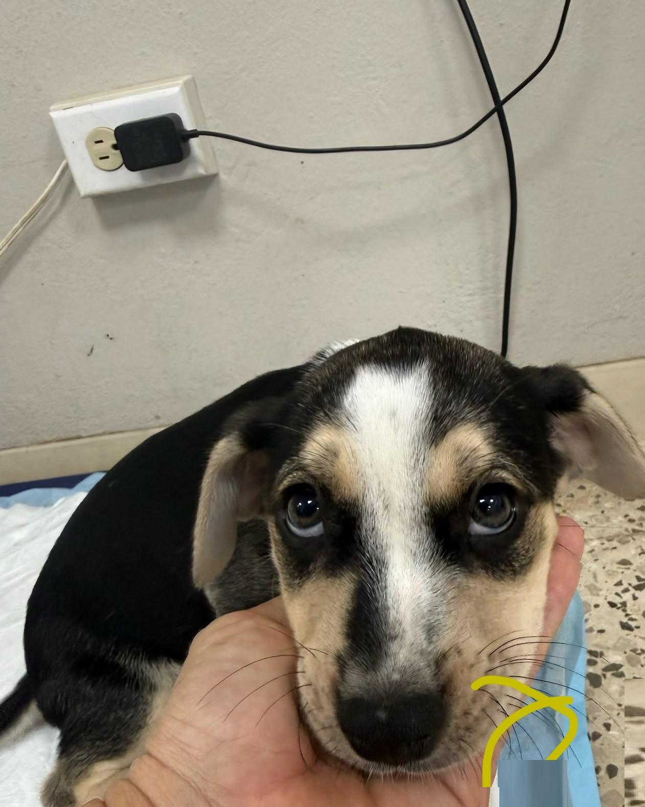 Rice, an adopted mixed breed in Orlando, FL image 4/5