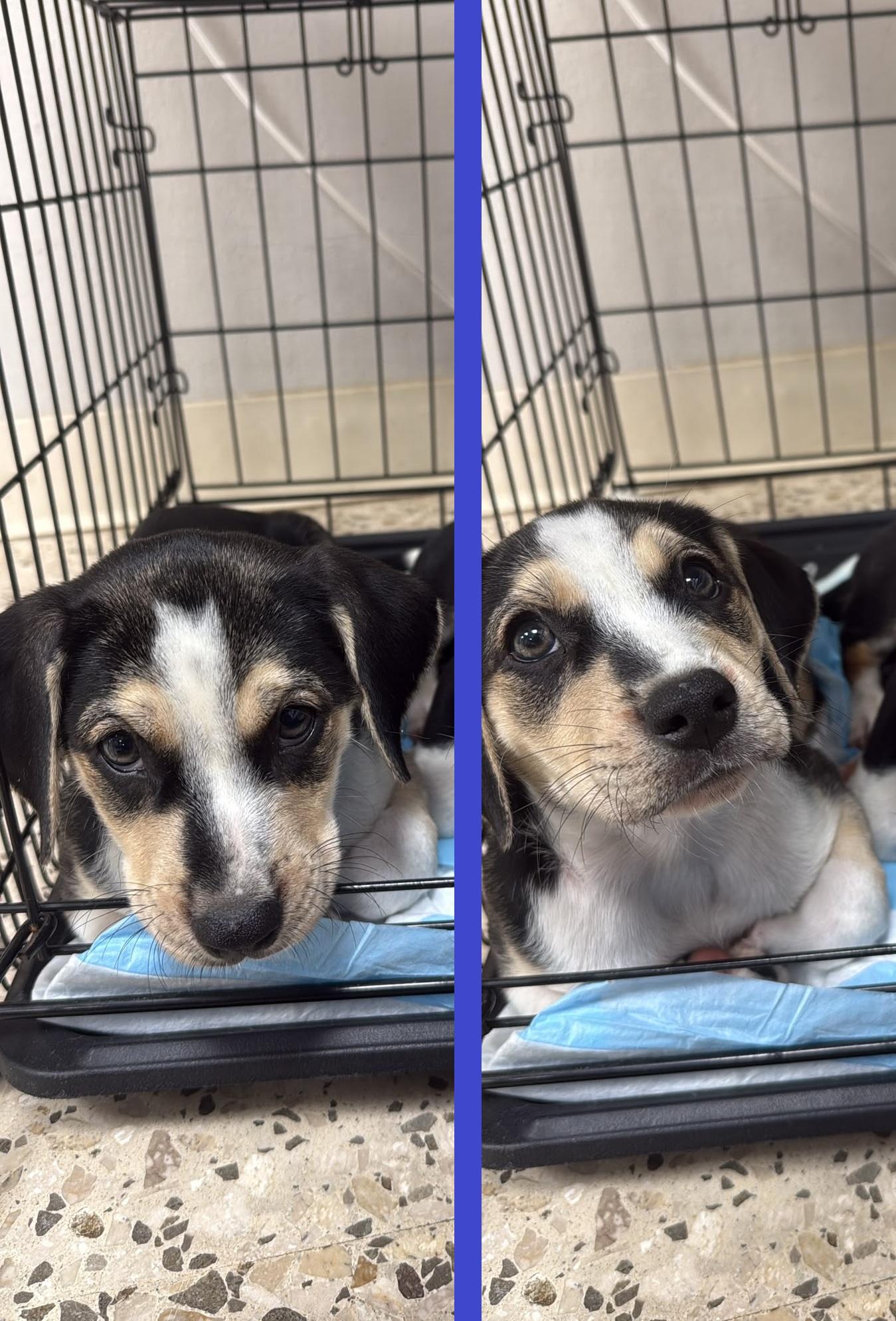 Rice, an adopted mixed breed in Orlando, FL image 1/5