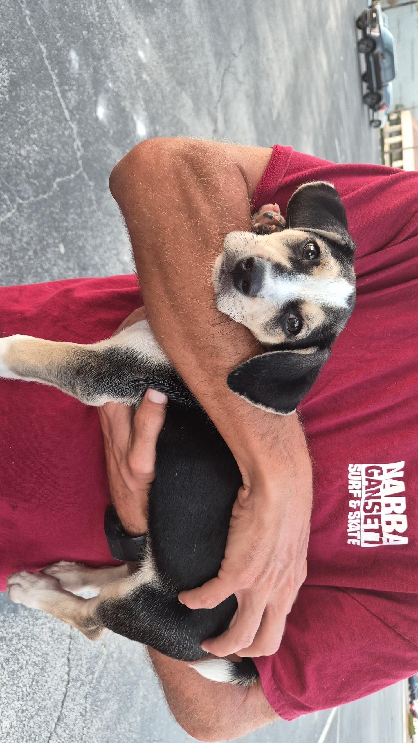 Rice, an adopted mixed breed in Orlando, FL image 2/5