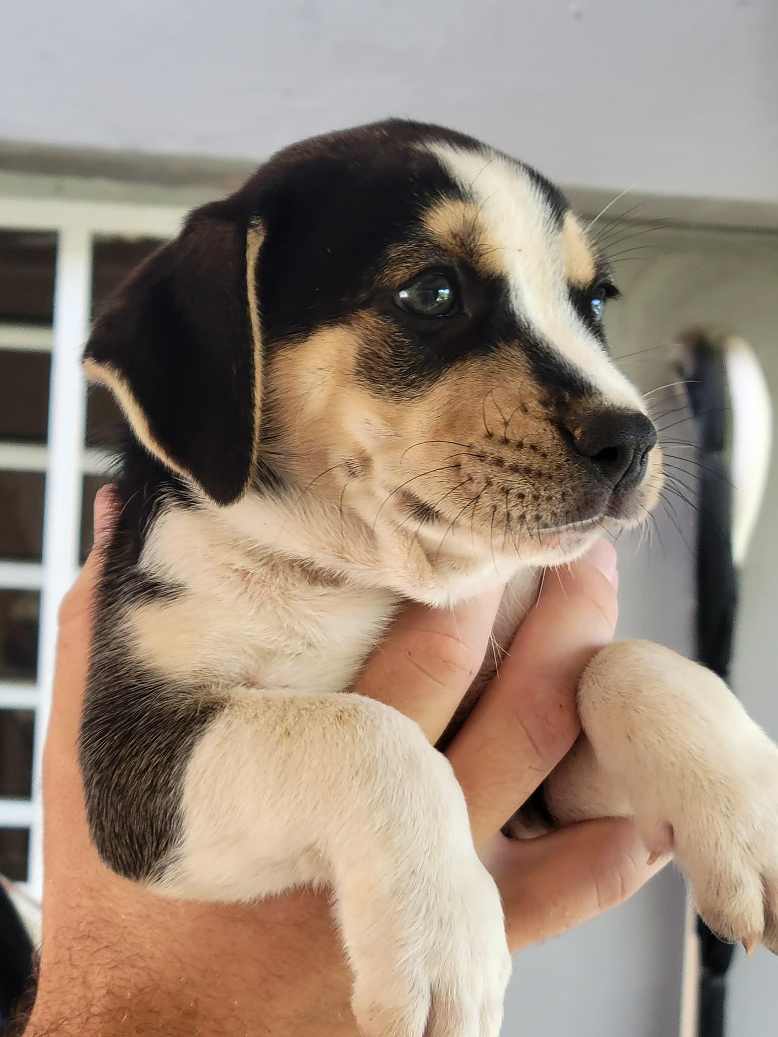 Rice, an adopted mixed breed in Orlando, FL image 5/5
