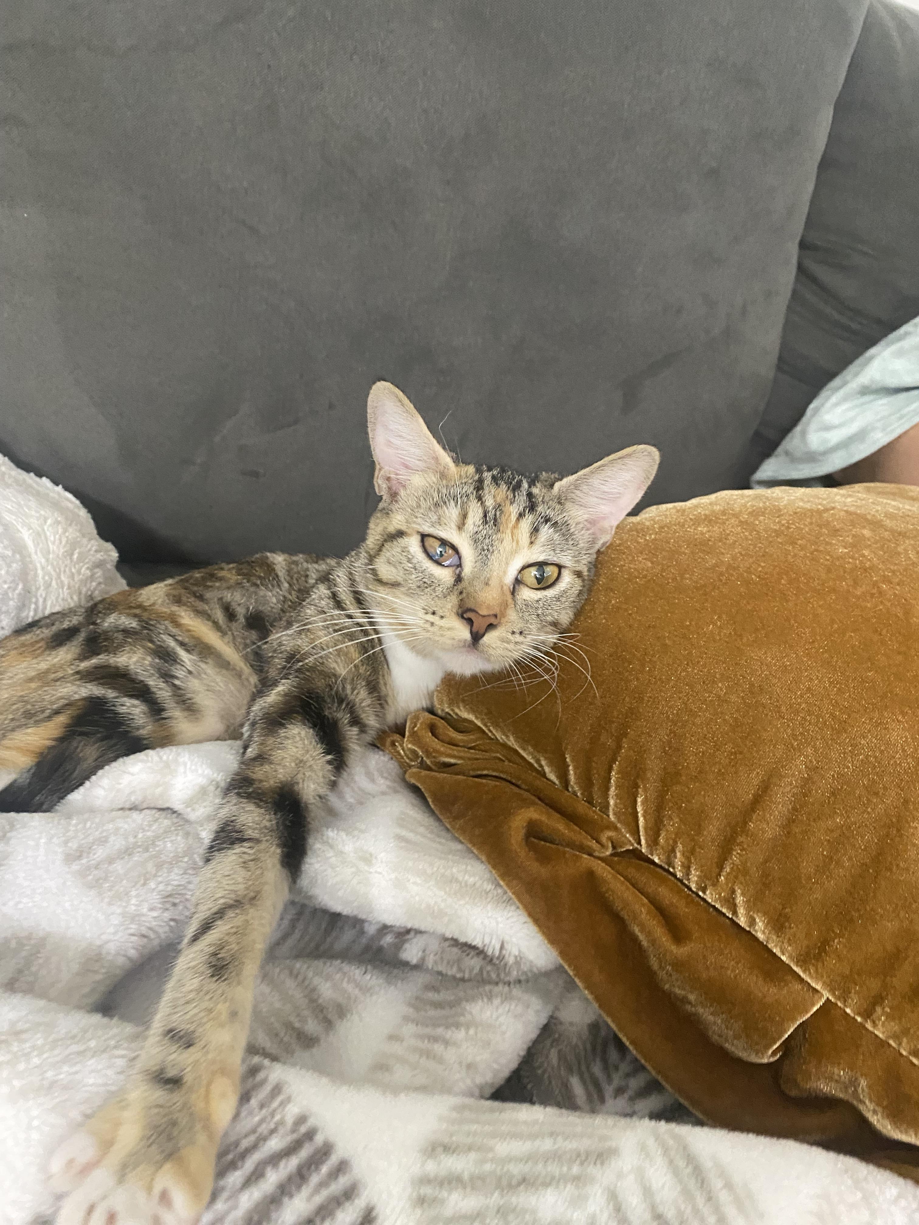 Enlarge Cinnabon, a Adoptable Calico in Tracy, CA image 1/3