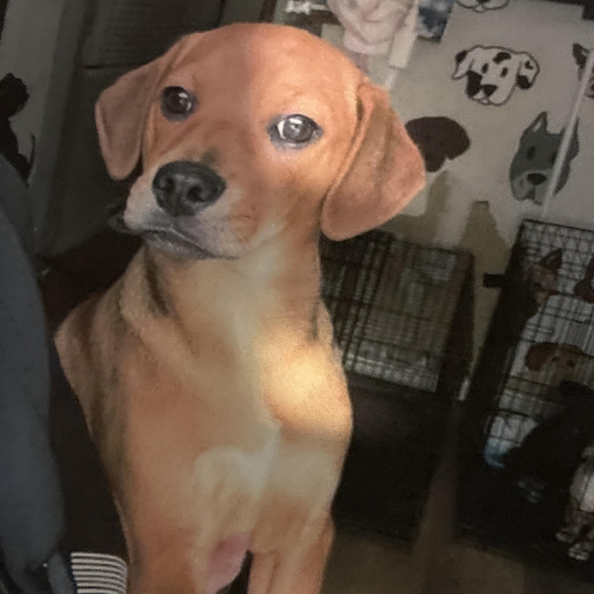 Enlarge Squirrel, a Adoptable mixed breed in Lindenhurst, NY image 1/1