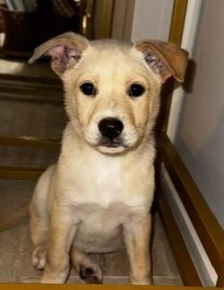 Enlarge RAPUNZEL, an adopted mixed breed in fort worth, TX image 1/2