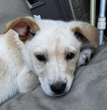 Enlarge RAPUNZEL, an adopted mixed breed in fort worth, TX image 2/2