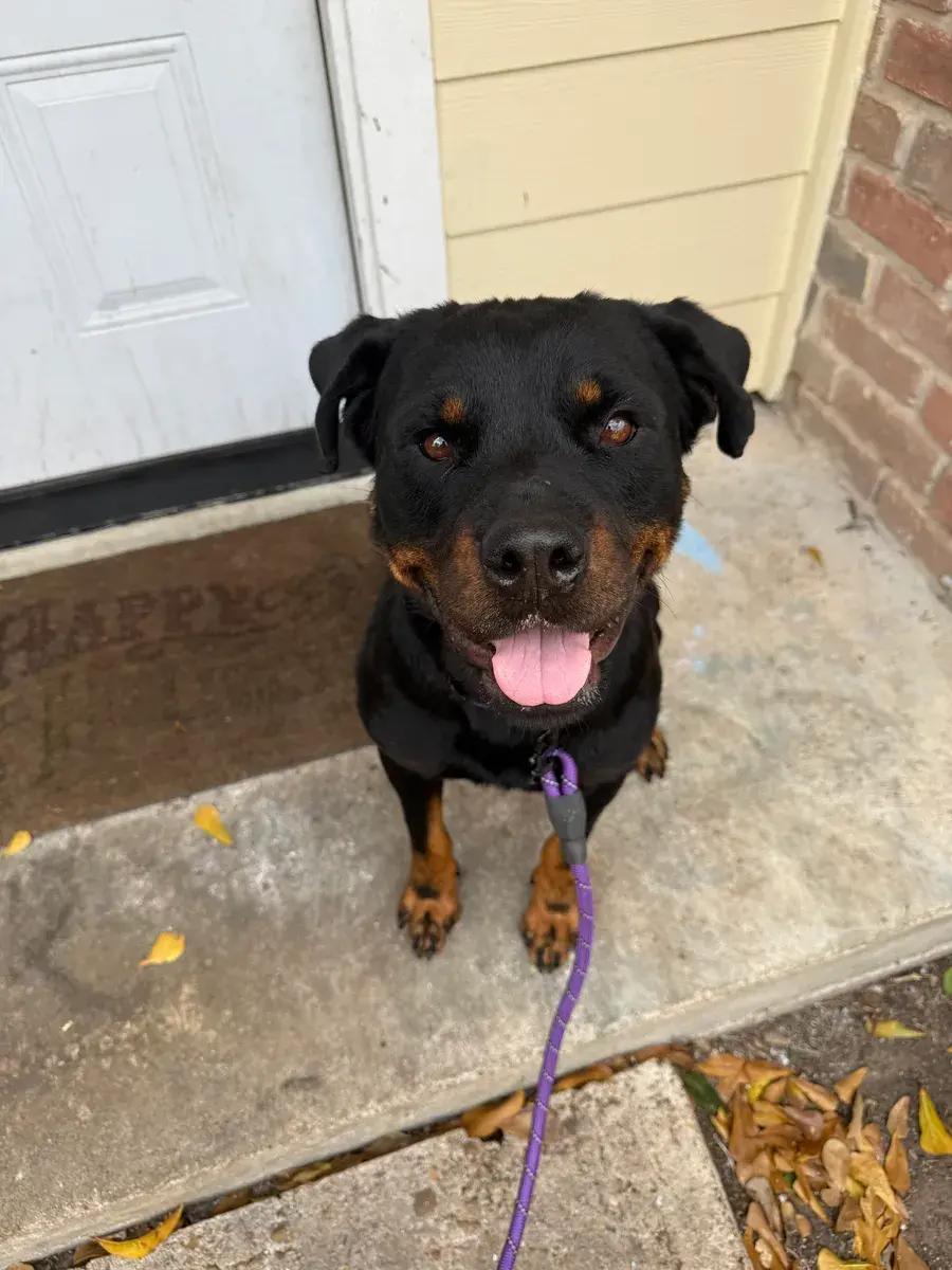 Enlarge Teagan, a ADOPTABLE Rottweiler in Polk, OH image 3/4