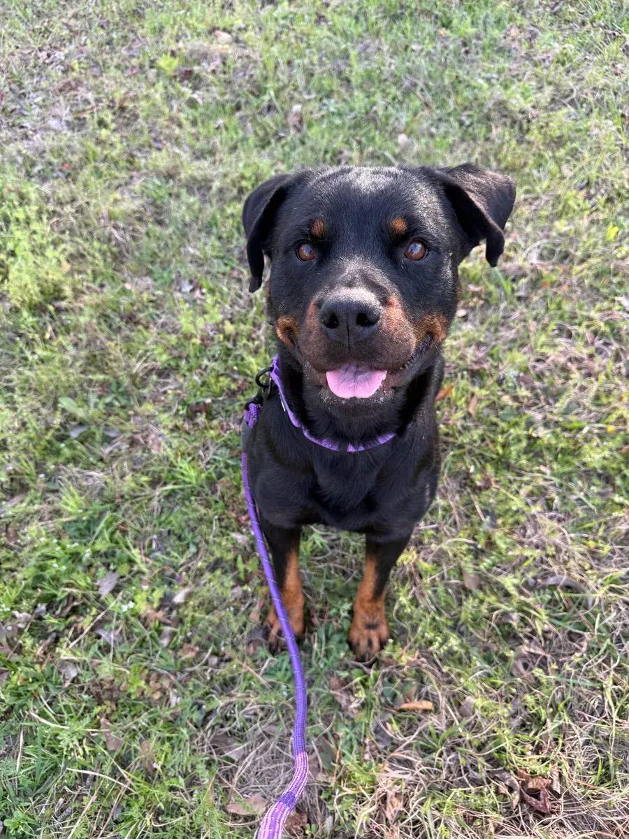 Enlarge Teagan, a ADOPTABLE Rottweiler in Polk, OH image 4/4
