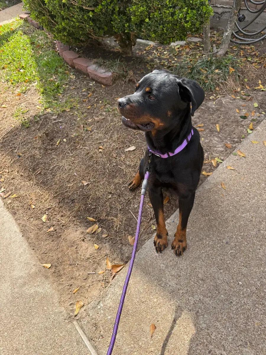 Enlarge Teagan, a ADOPTABLE Rottweiler in Polk, OH image 2/4