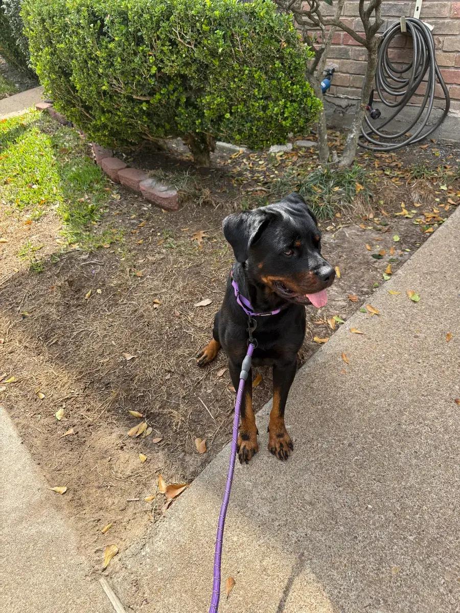 Teagan, ADOPTABLE, Adult Female Rottweiler.