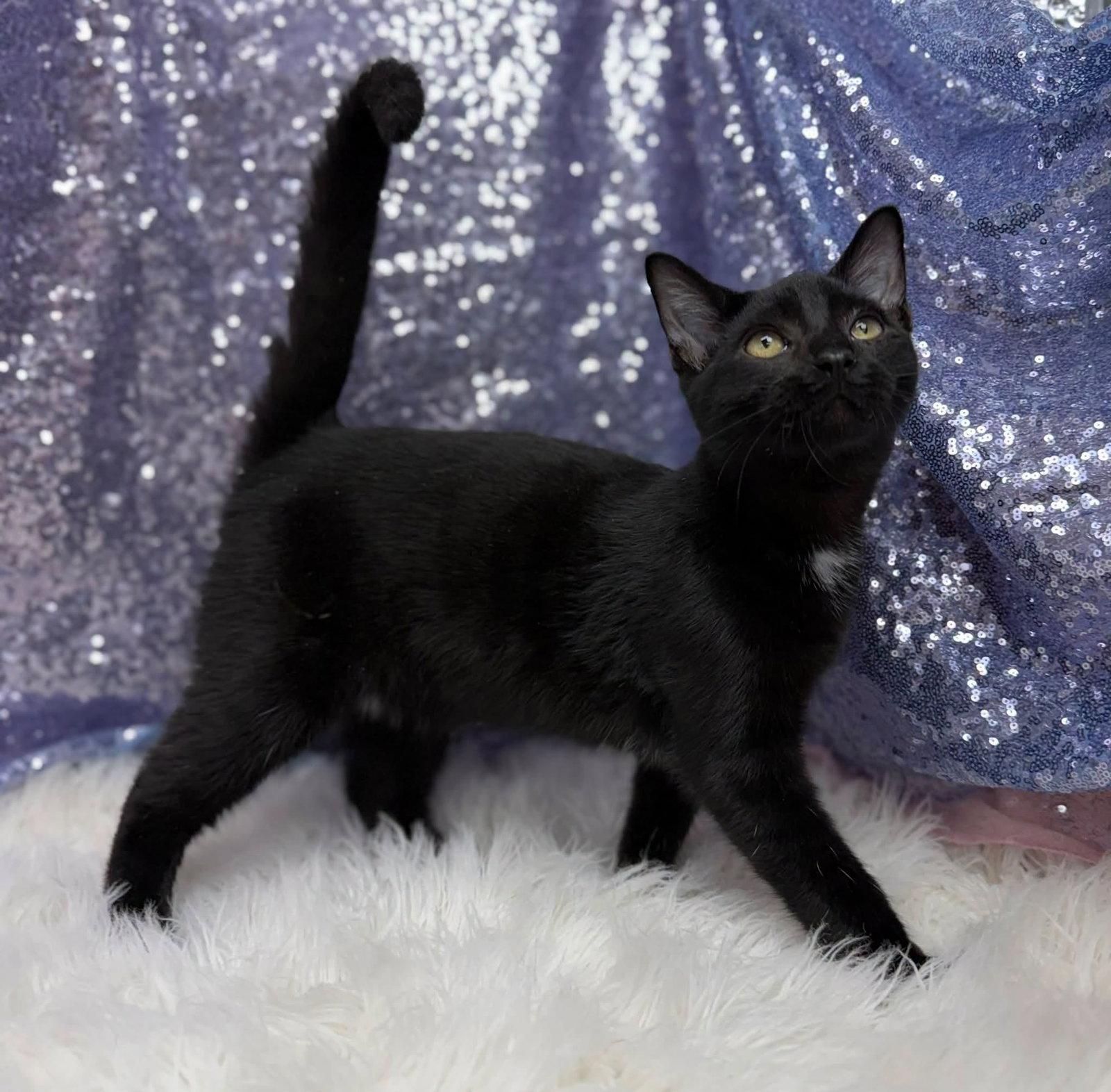 Enlarge Ethan, a Adoptable Domestic Short Hair in Clarkesville, GA image 2/2