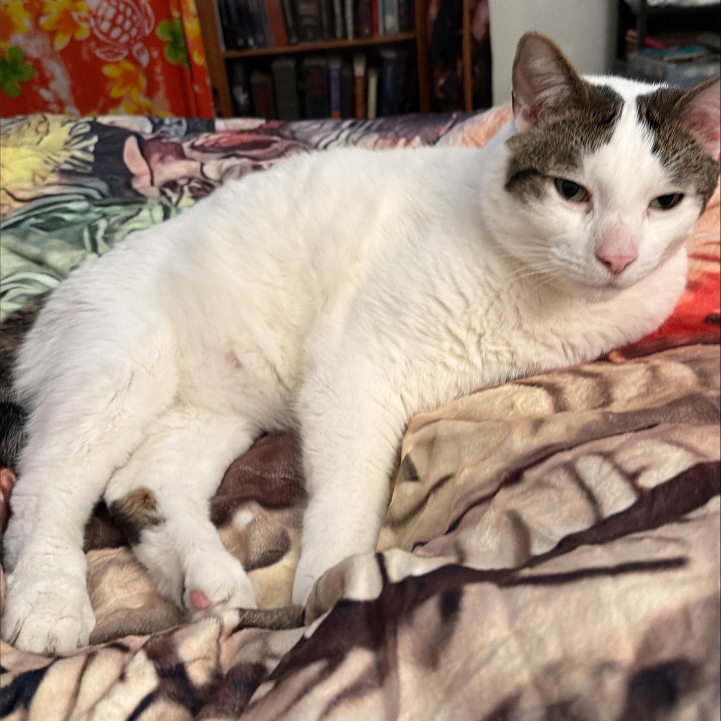 Enlarge COURTESY LISTING - Otis, an adopted Domestic Short Hair in Moscow, ID image 2/2