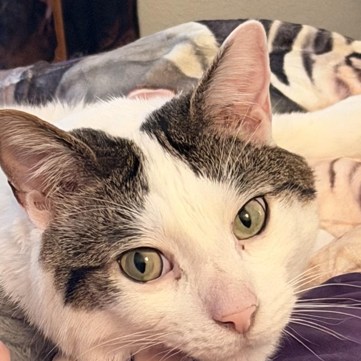 COURTESY LISTING - Otis, adopted, Adult Male Domestic Short Hair.