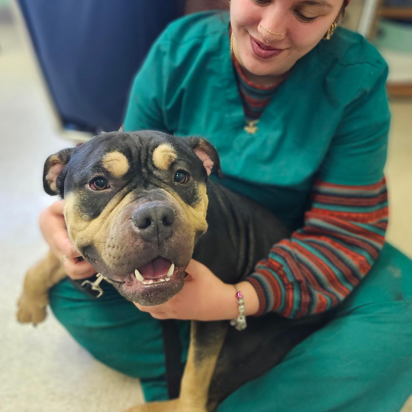 Enlarge Knuckles, an adopted mixed breed in Fall River, MA image 4/5