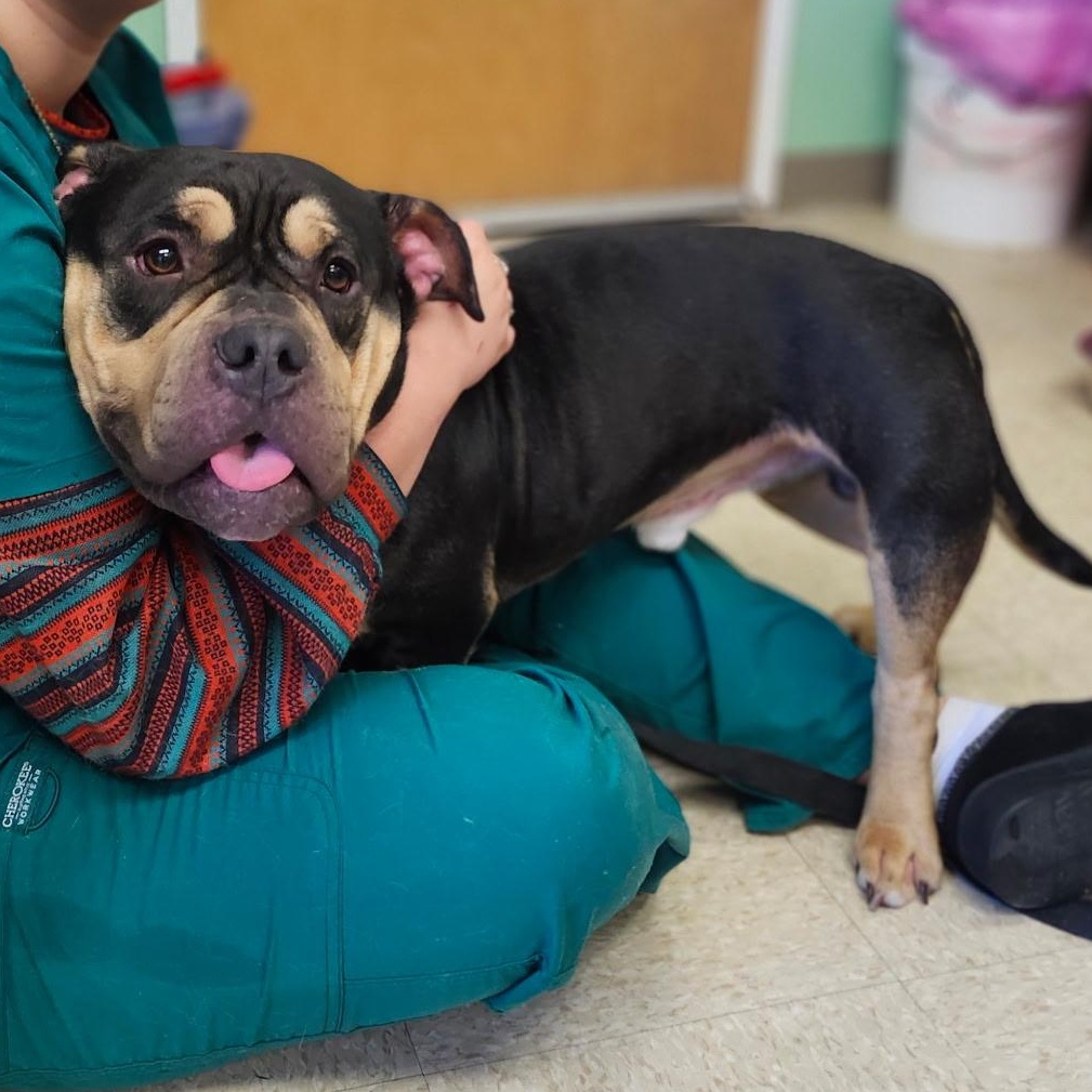 Enlarge Knuckles, an adopted mixed breed in Fall River, MA image 2/5