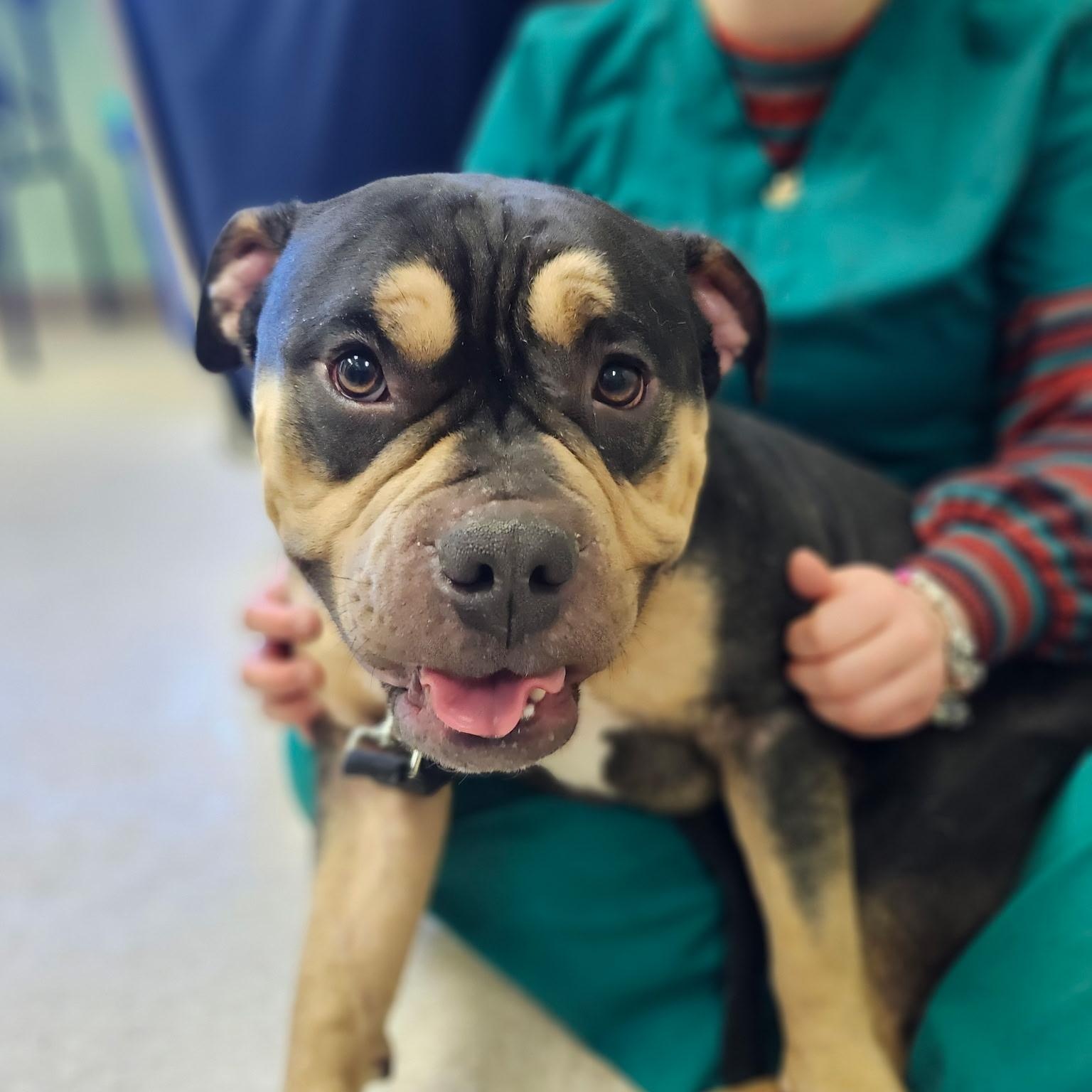 Enlarge Knuckles, an adopted mixed breed in Fall River, MA image 1/5