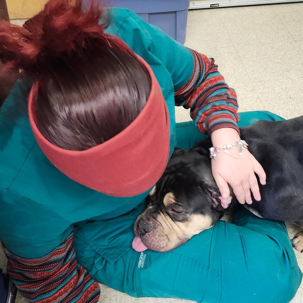 Enlarge Knuckles, an adopted mixed breed in Fall River, MA image 5/5