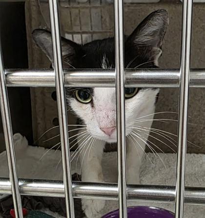 Enlarge Dumbo, a ADOPTABLE Domestic Short Hair in Dubuque, IA image 1/1