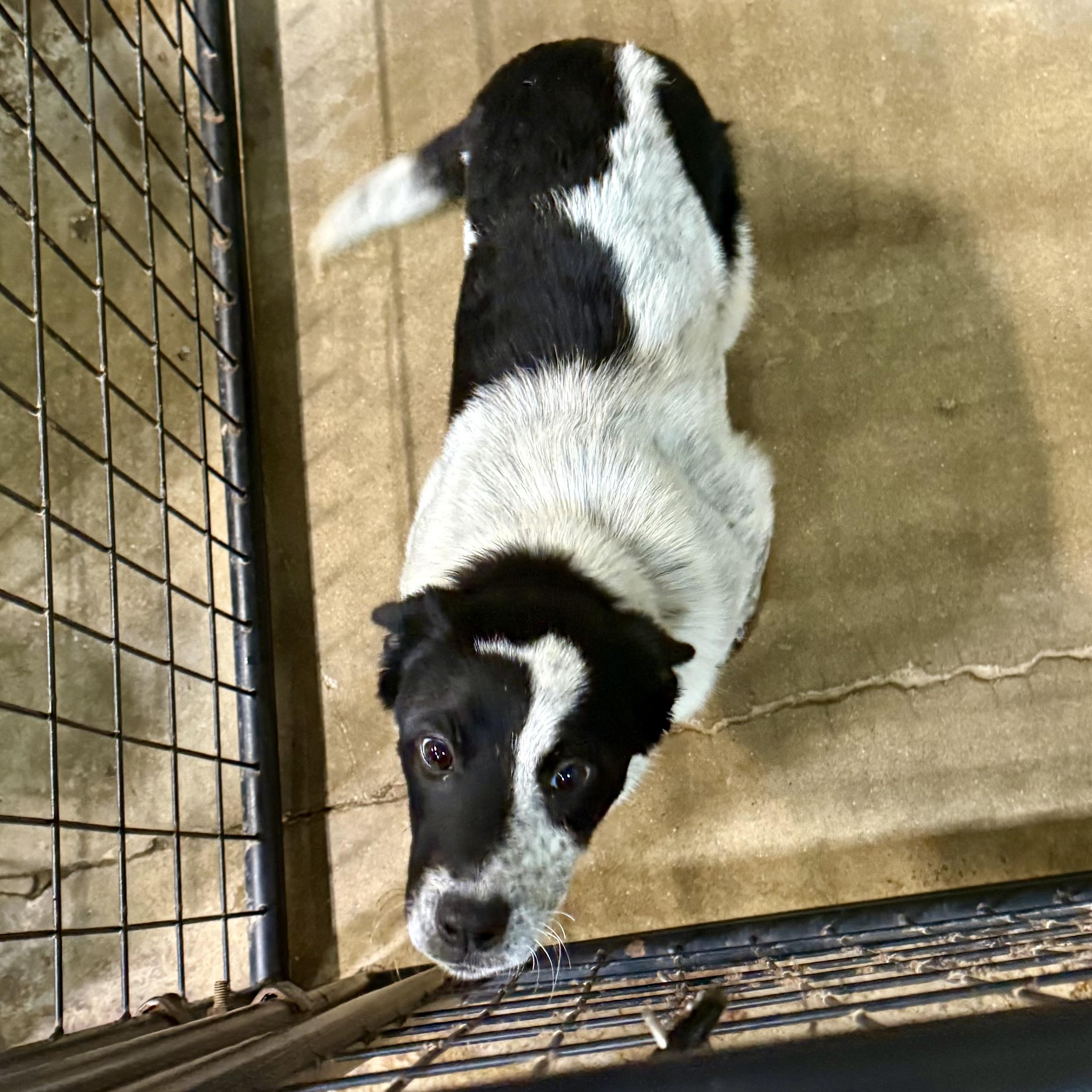Enlarge Dottie, a Adopted mixed breed in Gallatin, TN image 2/2