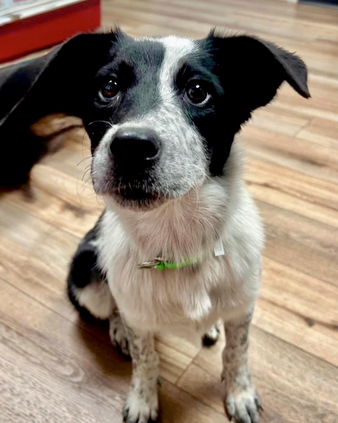 Dottie, Adopted, Young Female Australian Cattle Dog / Blue Heeler & Mixed Breed.