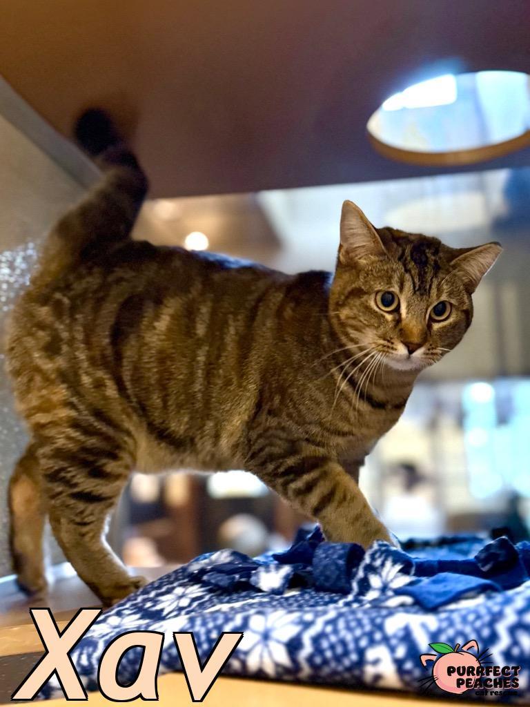 Enlarge Xav, a Adoptable mixed breed in Douglasville, GA image 1/1