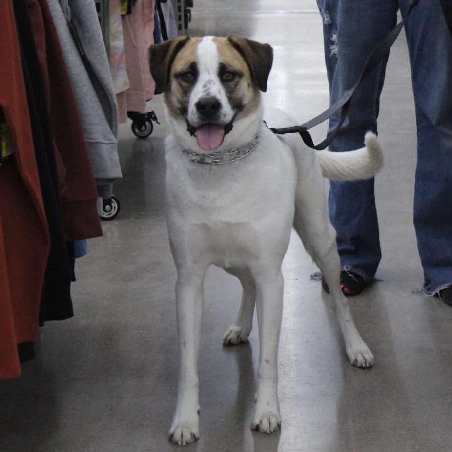 Coco, a Adoptable mixed breed in Dodge City, KS image 2/2