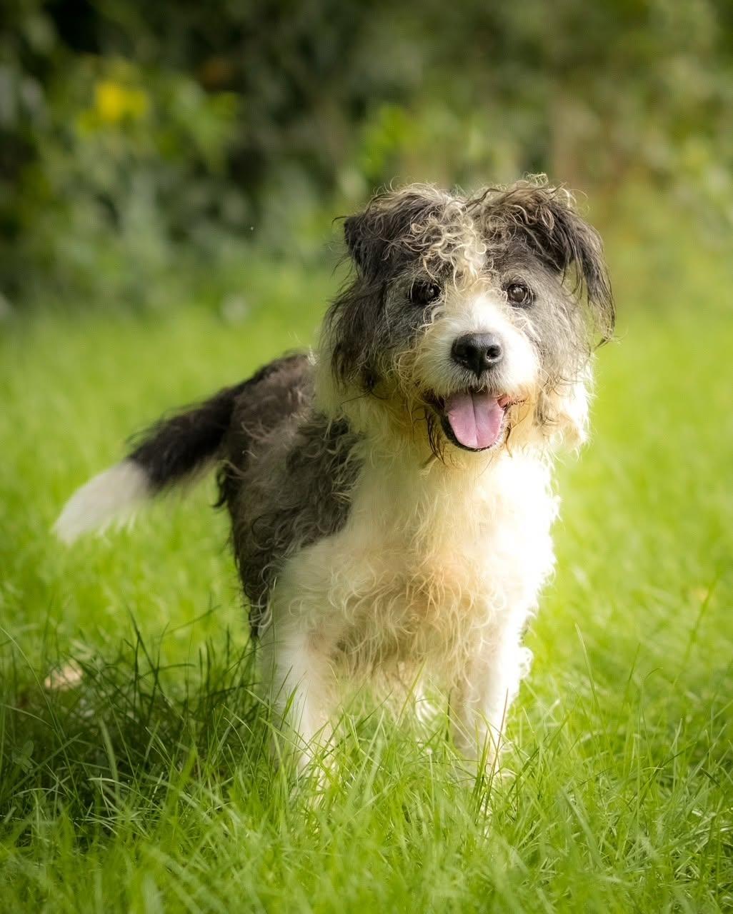 JESSIE (0126), Adopted, Adult Male Terrier.