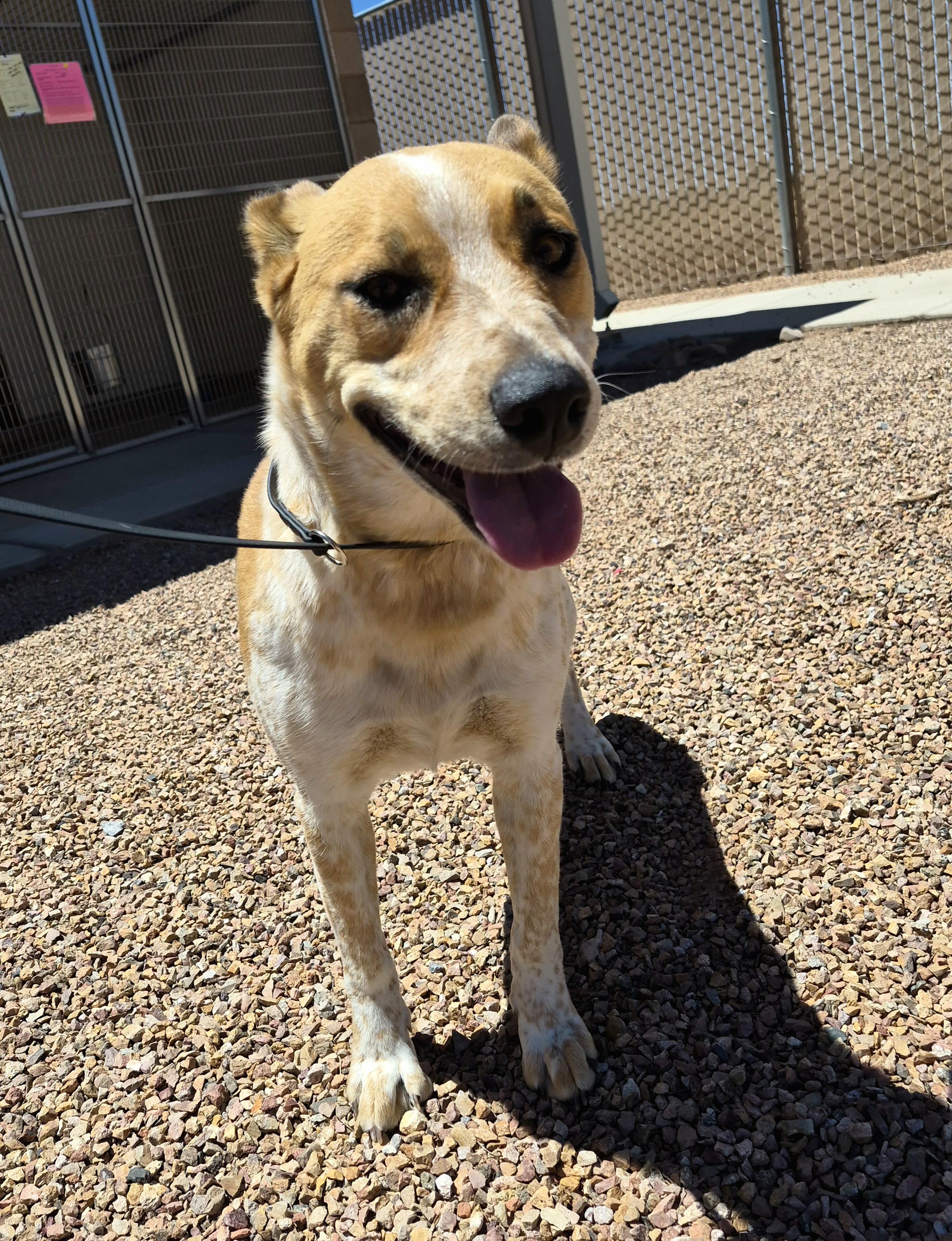 Enlarge Sweetpea, a Adoptable mixed breed in Sierra Vista, AZ image 1/2