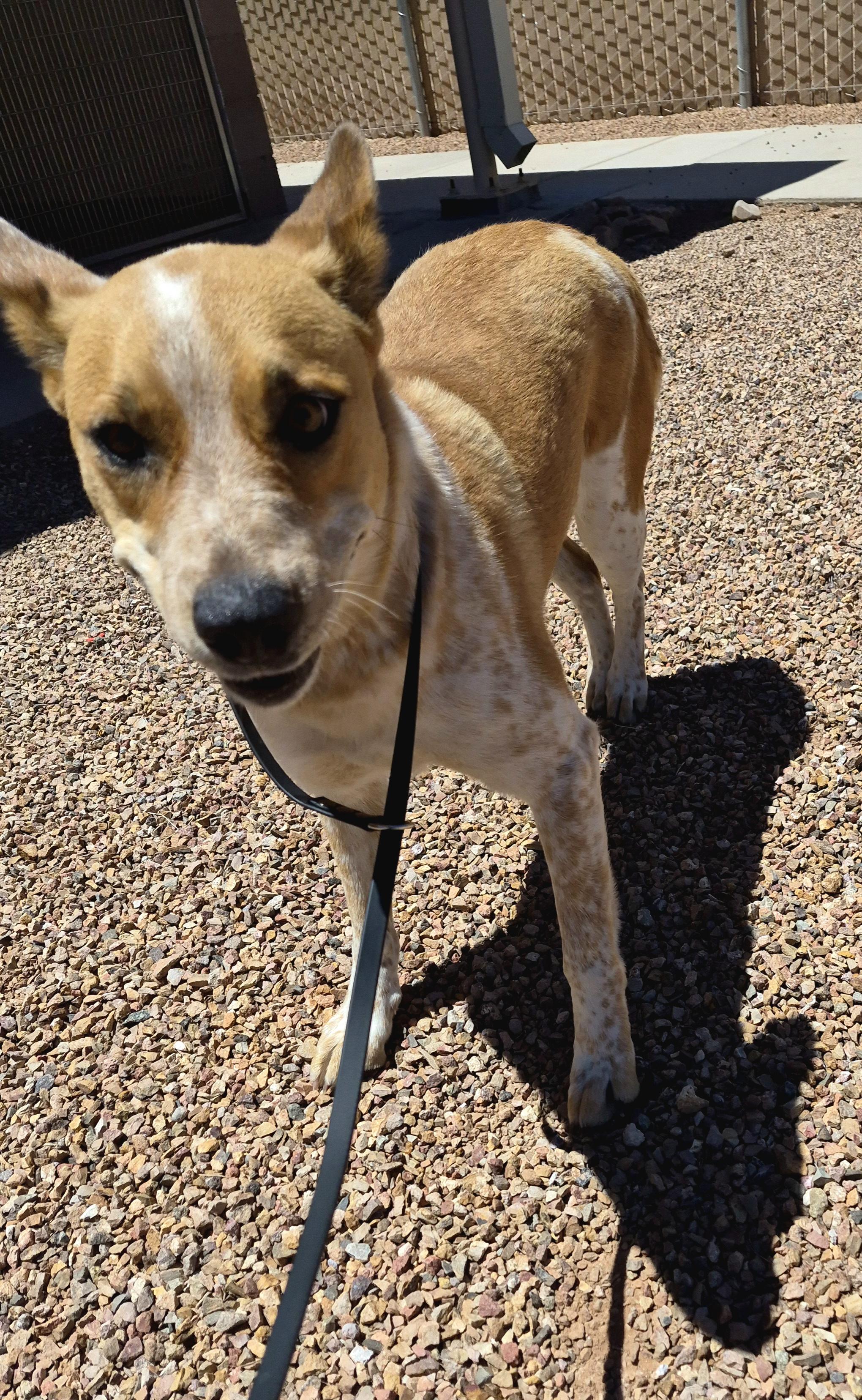Enlarge Sweetpea, a Adoptable mixed breed in Sierra Vista, AZ image 2/2