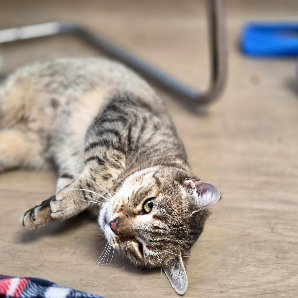 Fiona, Adoptable, Adult Female Domestic Short Hair.