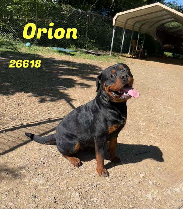Enlarge Orion, a Adoptable mixed breed in Oak Ridge, TN image 1/1