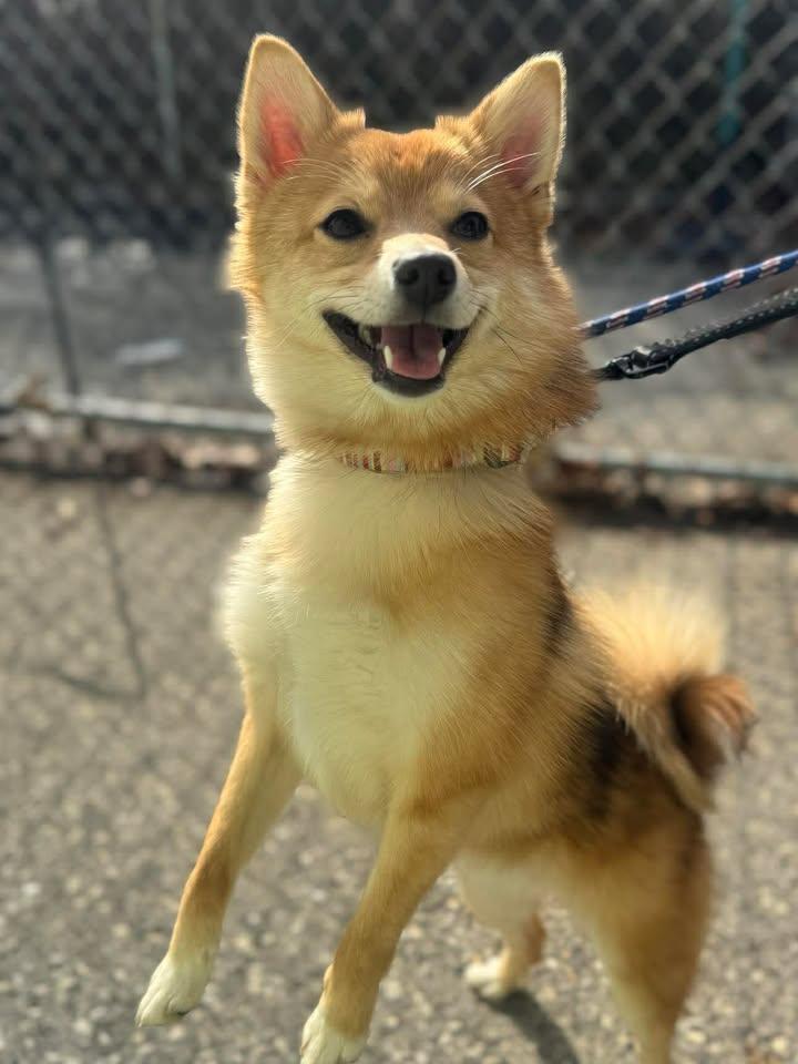 Enlarge Foxy Tina, a Adoptable mixed breed in Stamford, CT image 1/3