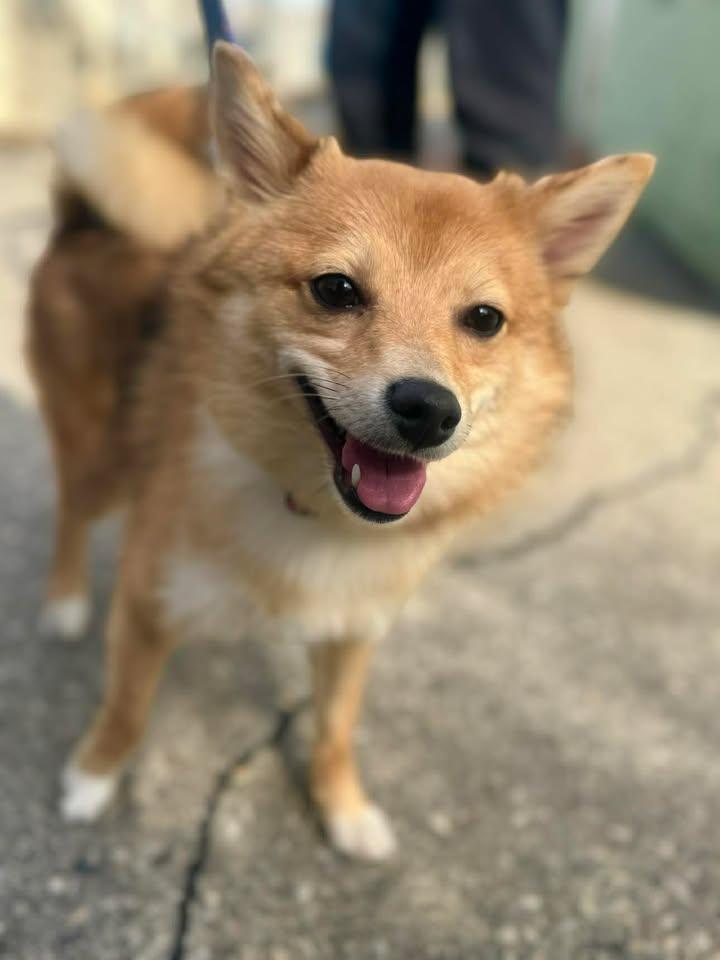 Enlarge Foxy Tina, a Adoptable mixed breed in Stamford, CT image 2/3