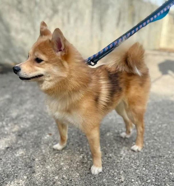 Enlarge Foxy Tina, a Adoptable mixed breed in Stamford, CT image 3/3