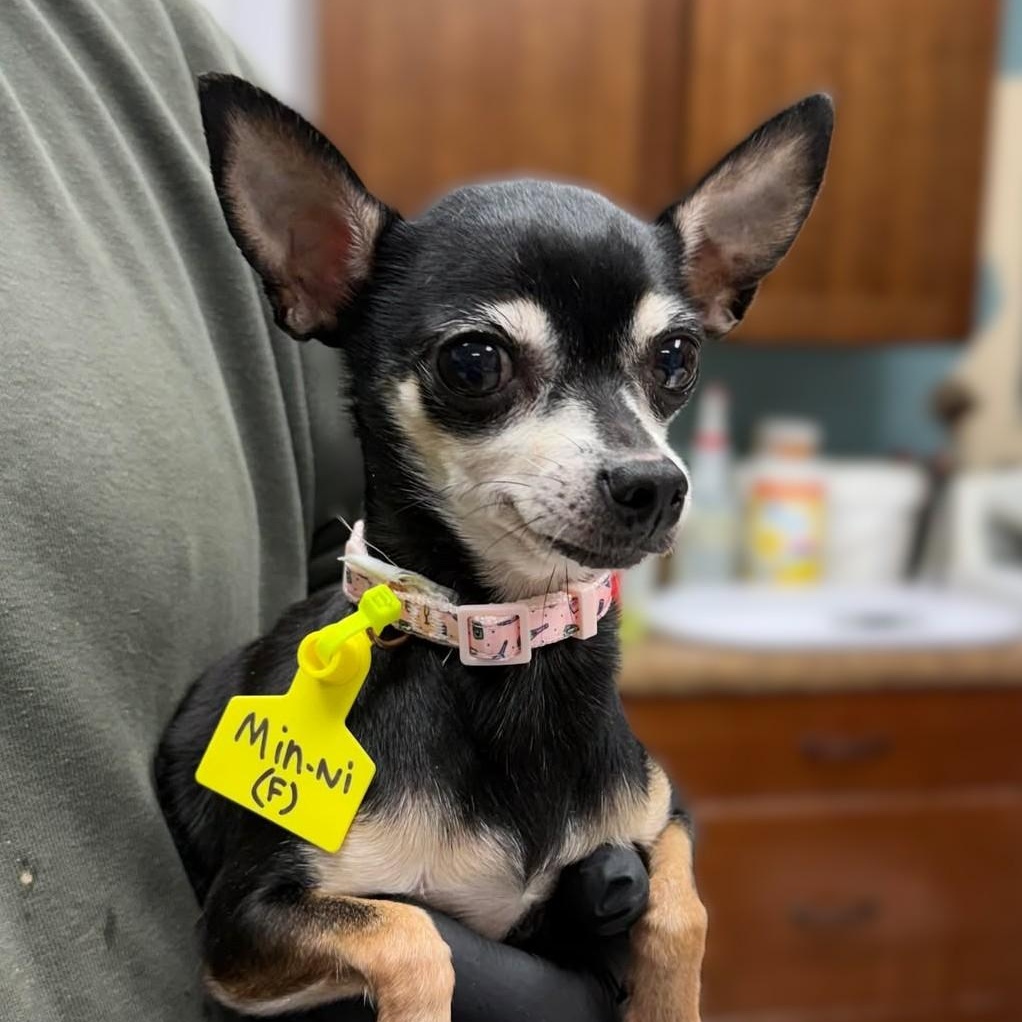 Min-Ni, adopted, Adult Female Chihuahua.