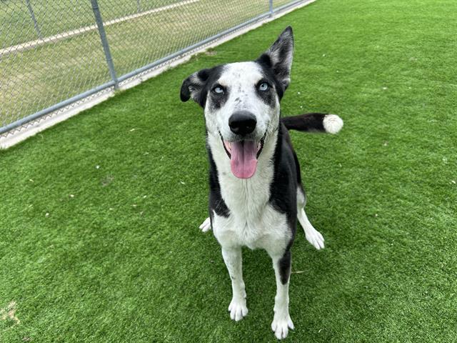 PRINCESS, Adoptable, Adult Female Siberian Husky & Greyhound.