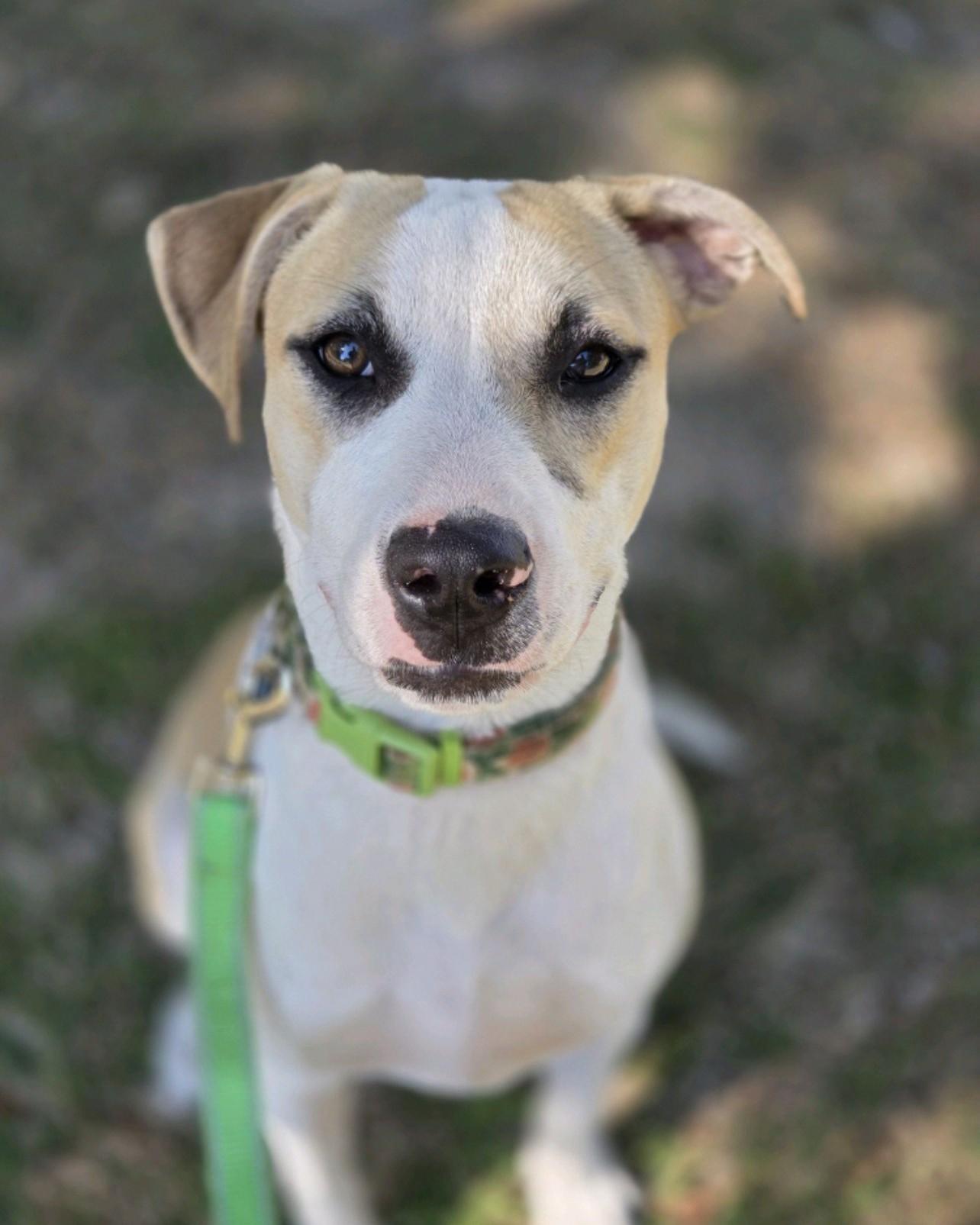 CeCe, Adoptable, Young Female Hound.