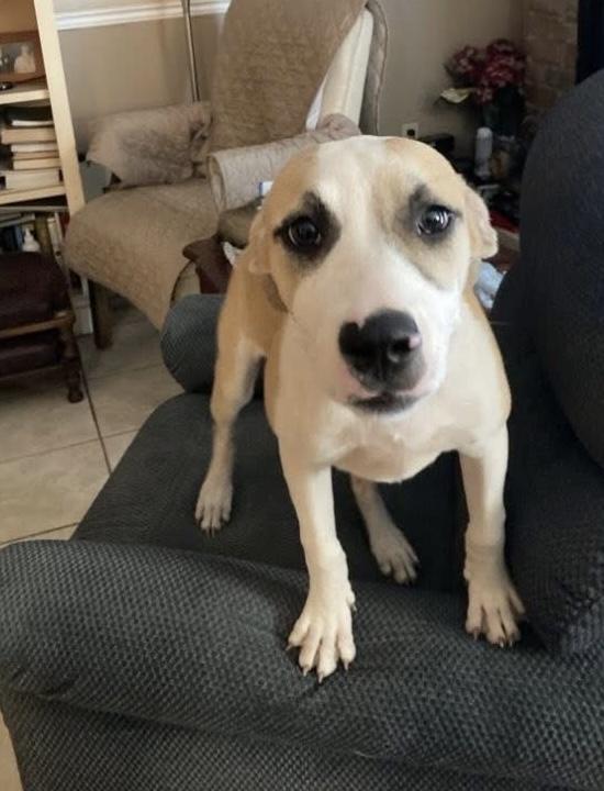 Enlarge CeCe, a Adoptable mixed breed in Pensacola, FL image 2/6