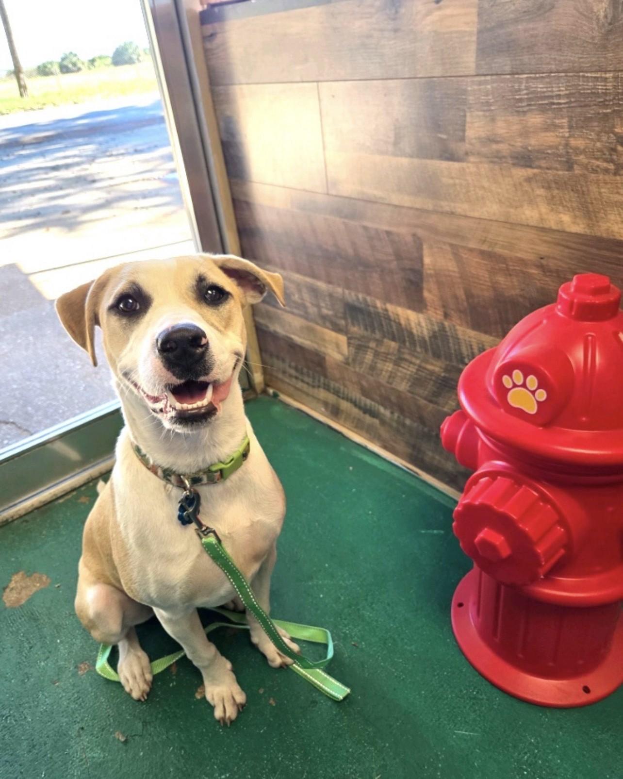 Enlarge CeCe, a Adoptable mixed breed in Pensacola, FL image 3/6