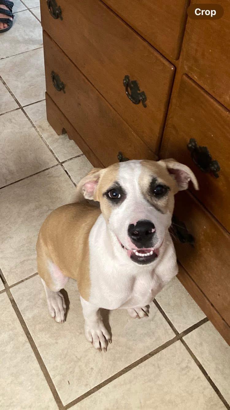 Enlarge CeCe, a Adoptable mixed breed in Pensacola, FL image 4/6