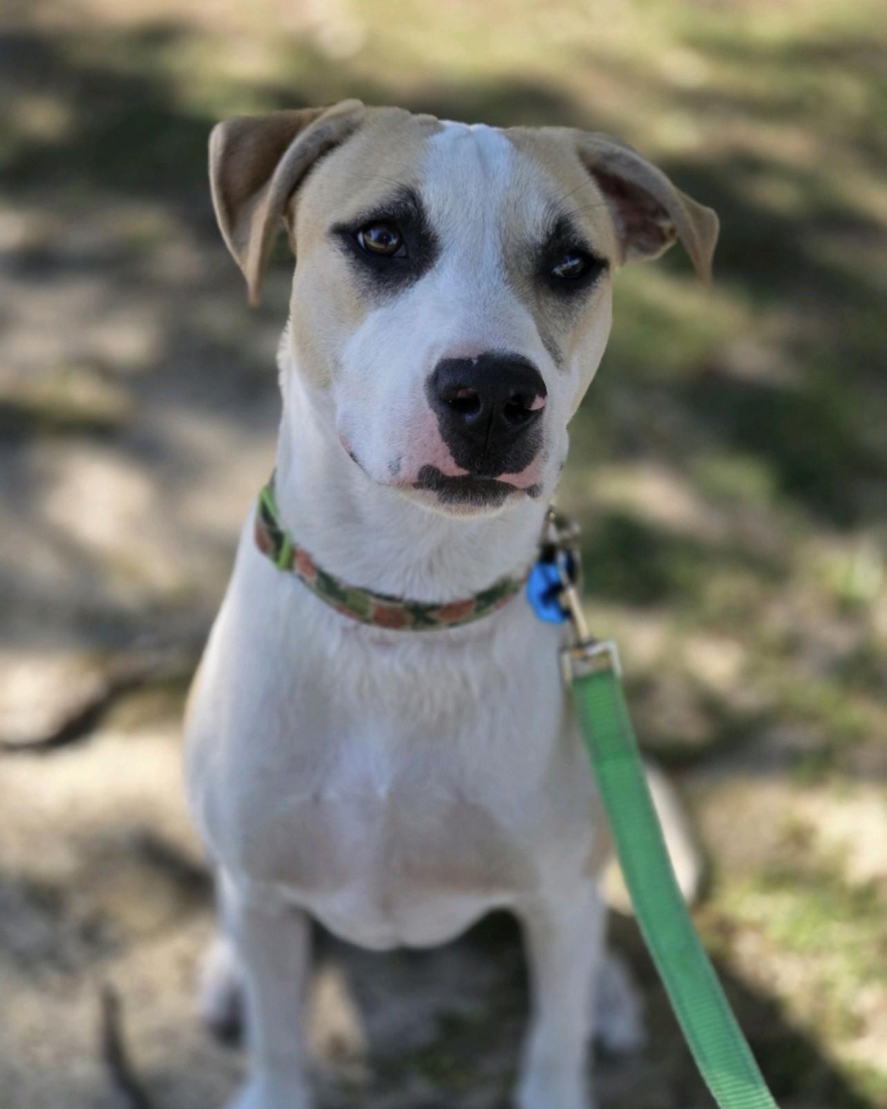Enlarge CeCe, a Adoptable mixed breed in Pensacola, FL image 6/6
