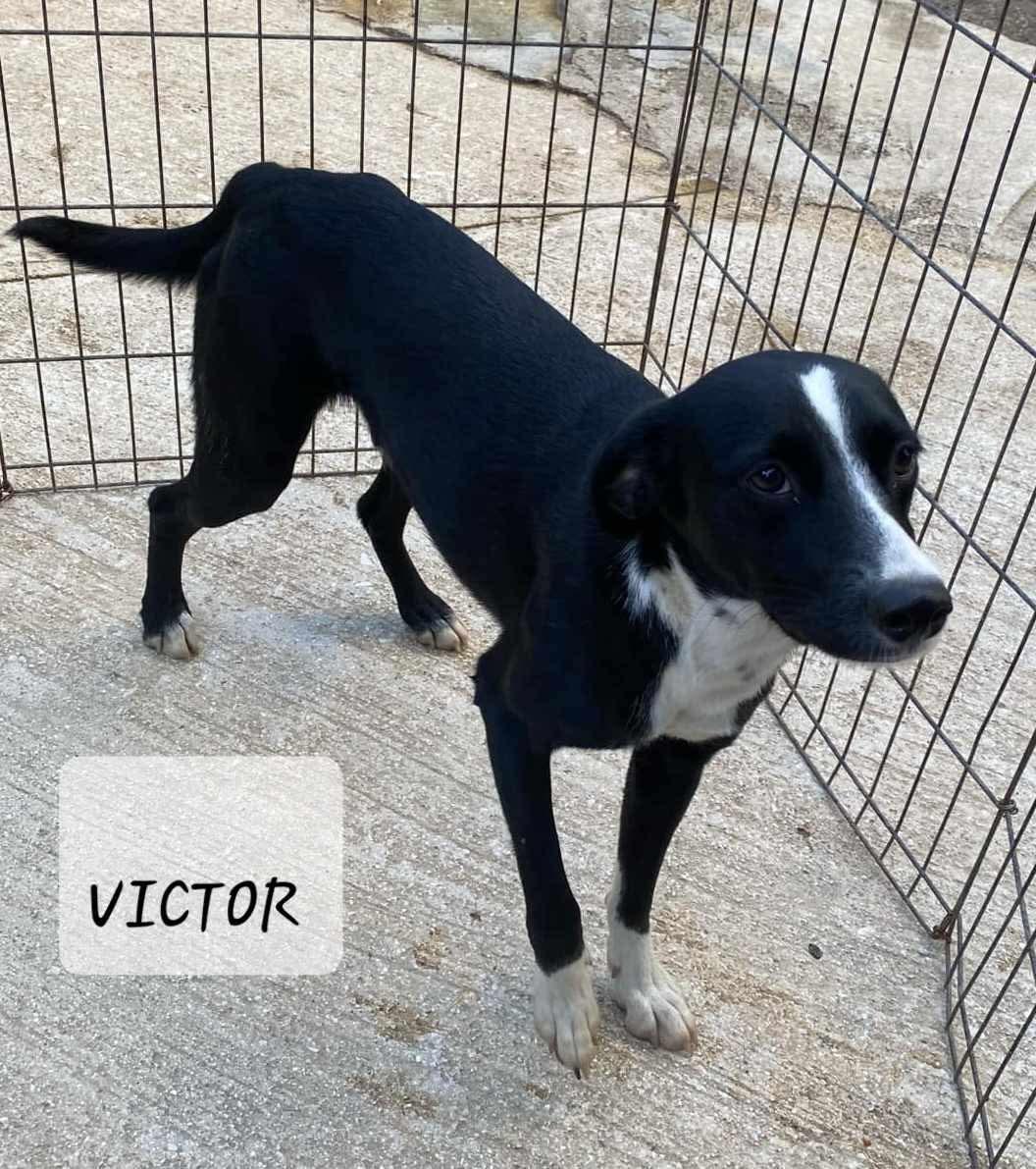 VICTOR