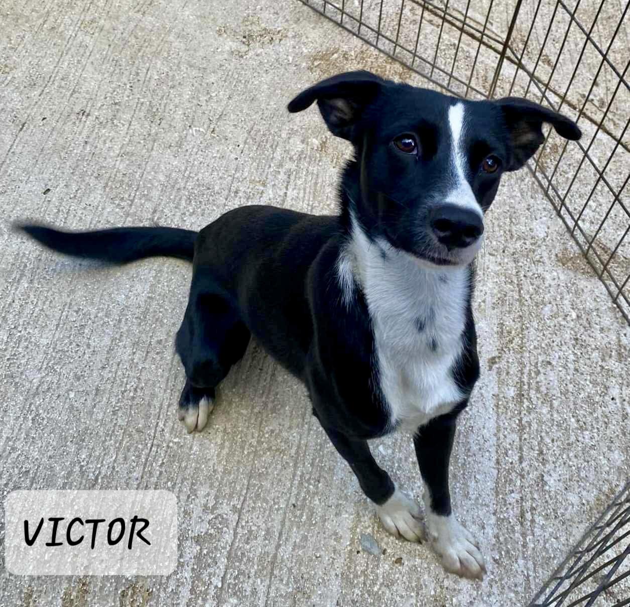 VICTOR, a Adoptable mixed breed in Villalba, PR image 3/5