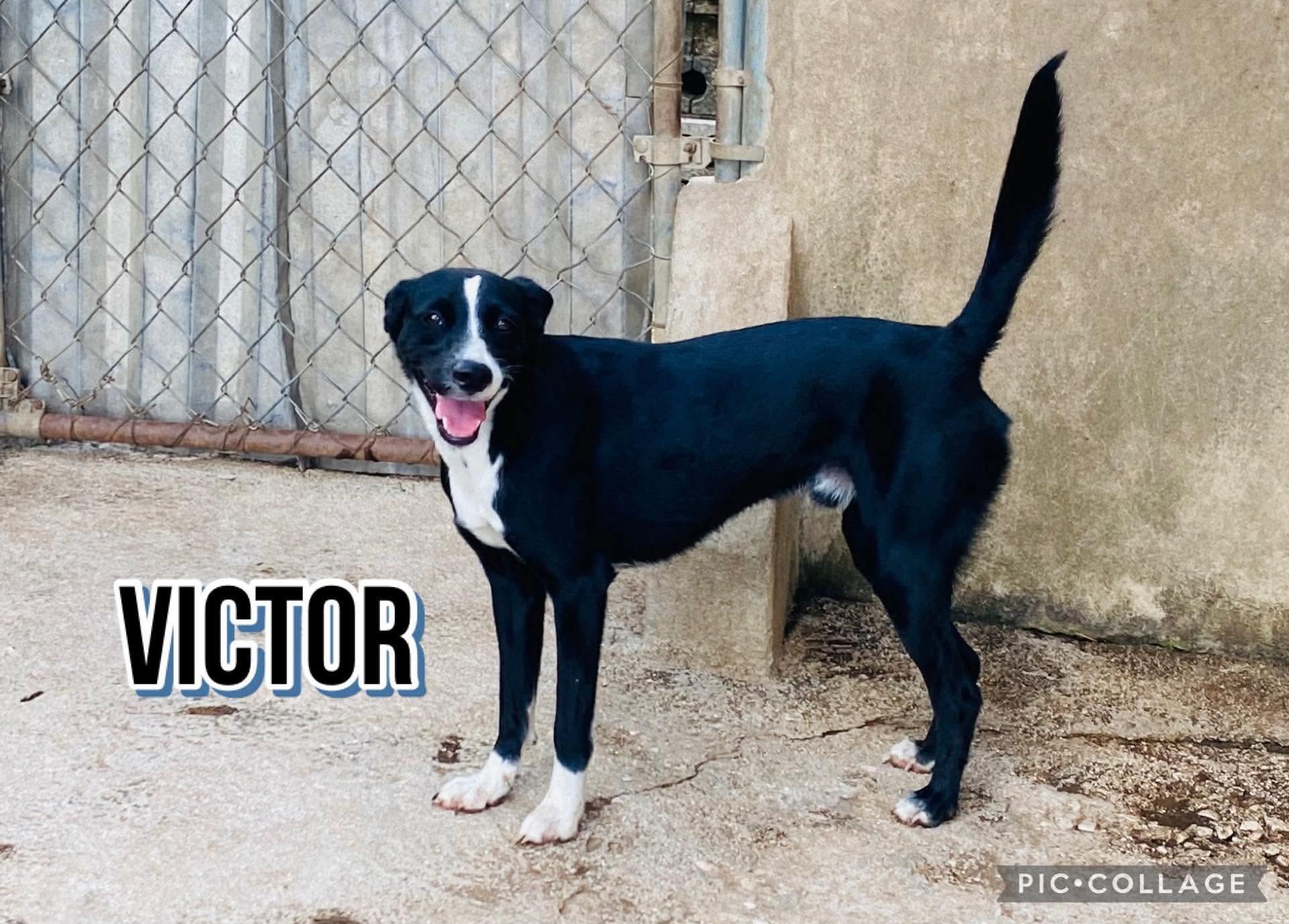 VICTOR, a Adoptable mixed breed in Villalba, PR image 4/5
