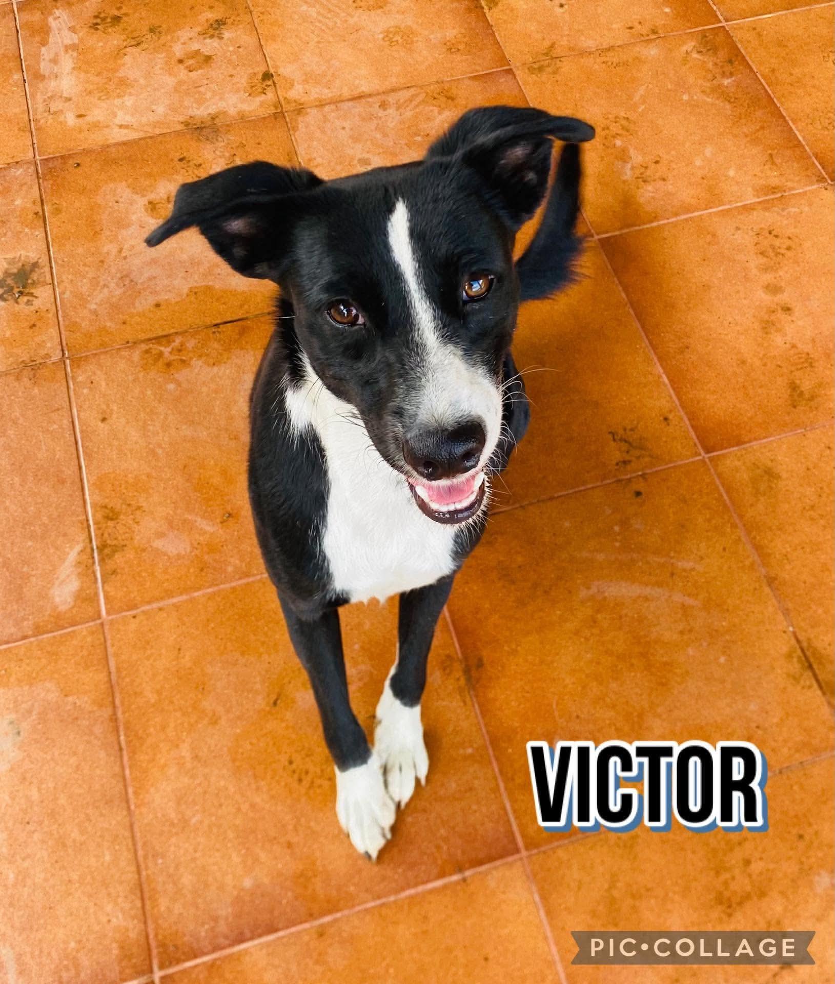 VICTOR, a Adoptable mixed breed in Villalba, PR image 1/5
