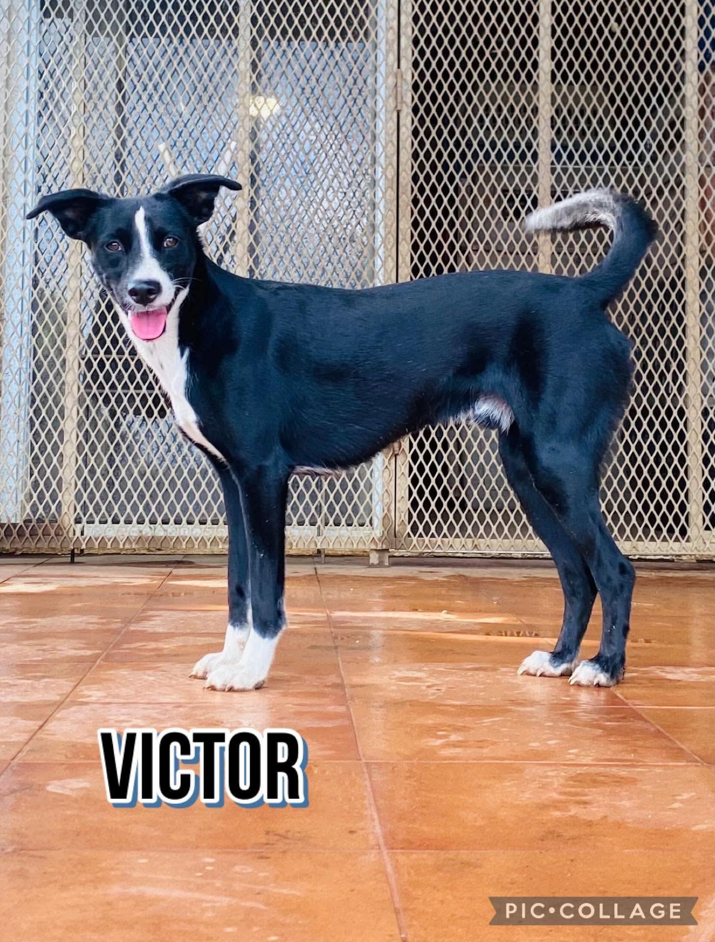 VICTOR, a Adoptable mixed breed in Villalba, PR image 5/5