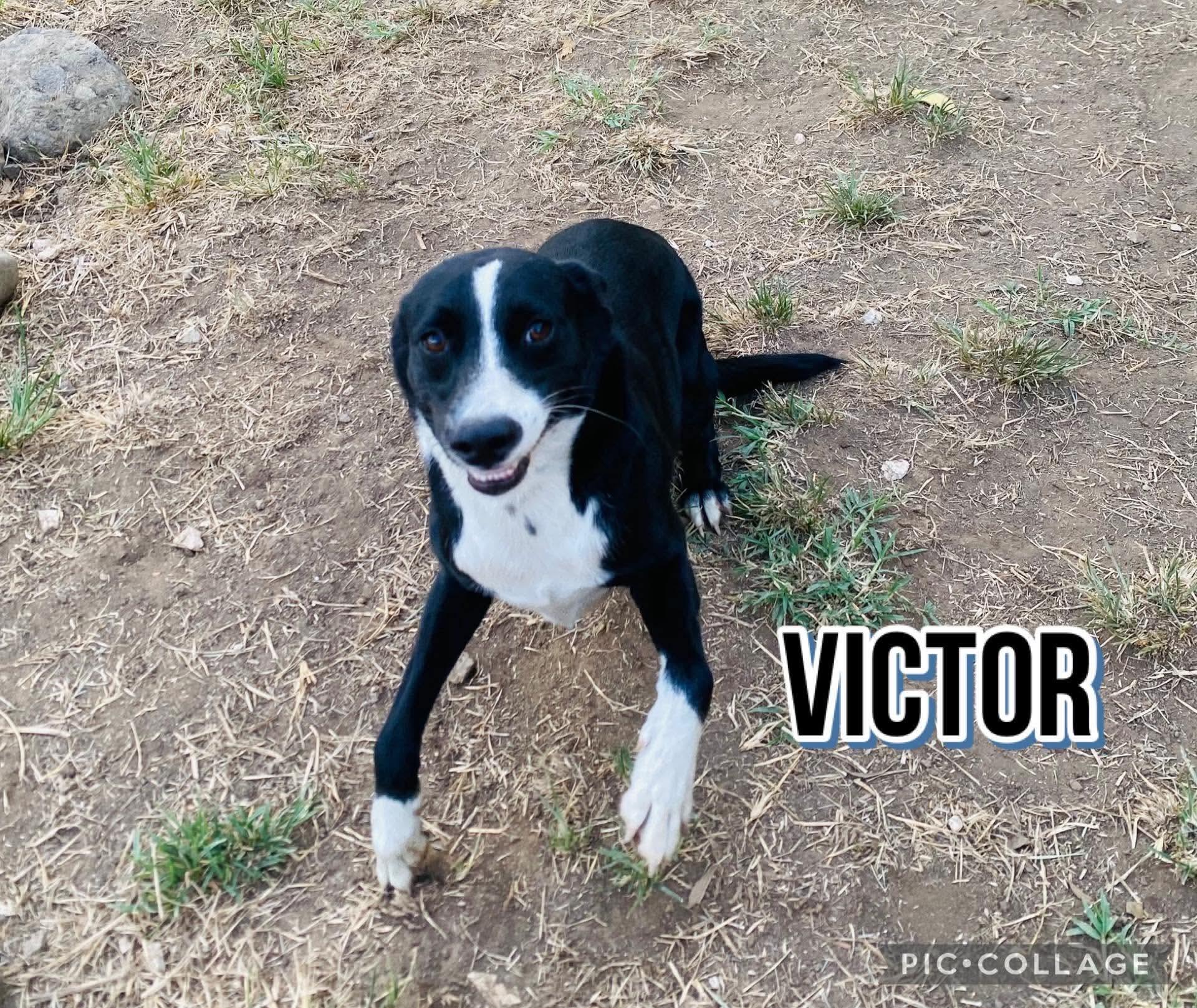 VICTOR, a Adoptable mixed breed in Villalba, PR image 2/5