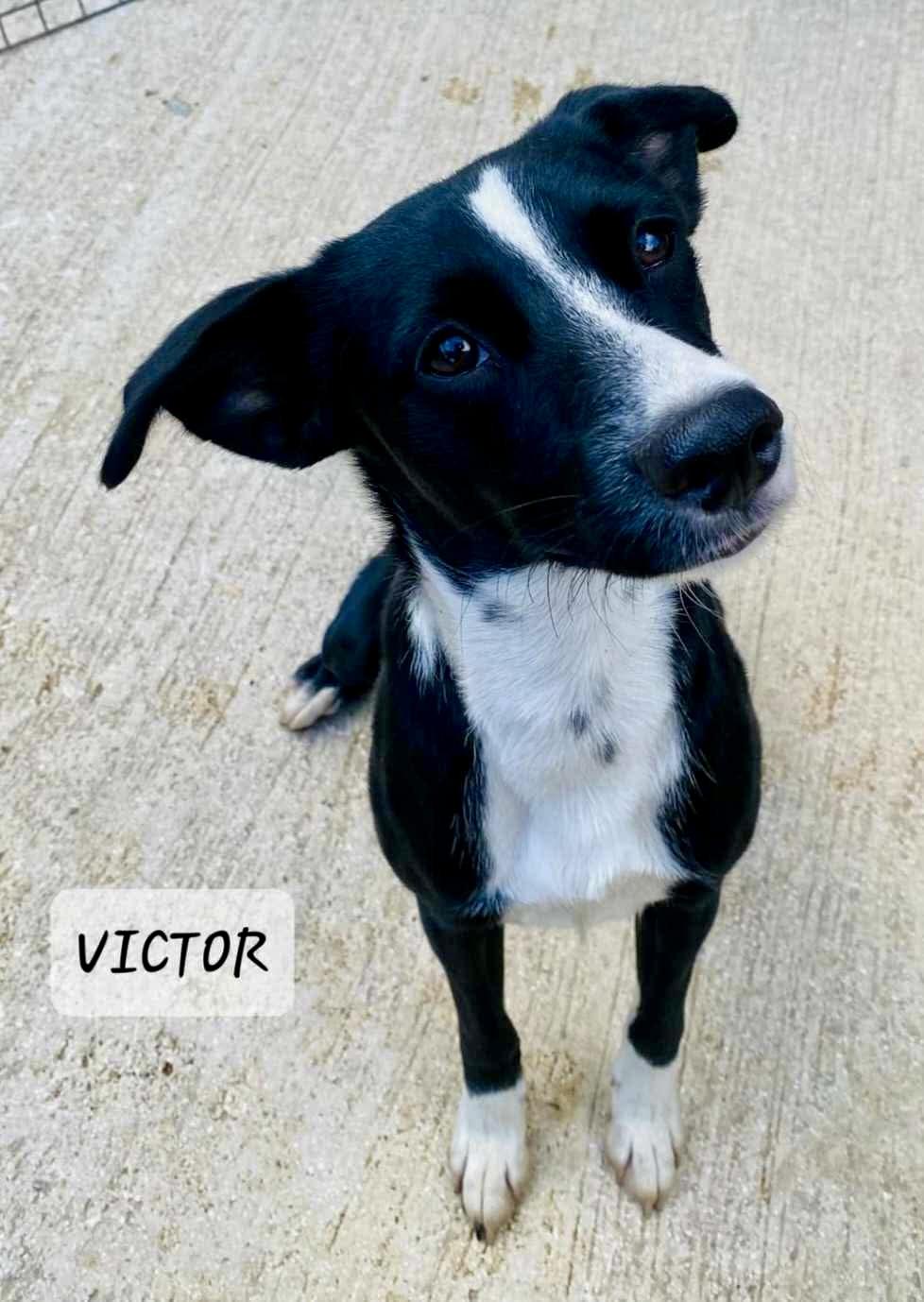VICTOR, a Adoptable mixed breed in Villalba, PR image 4/5