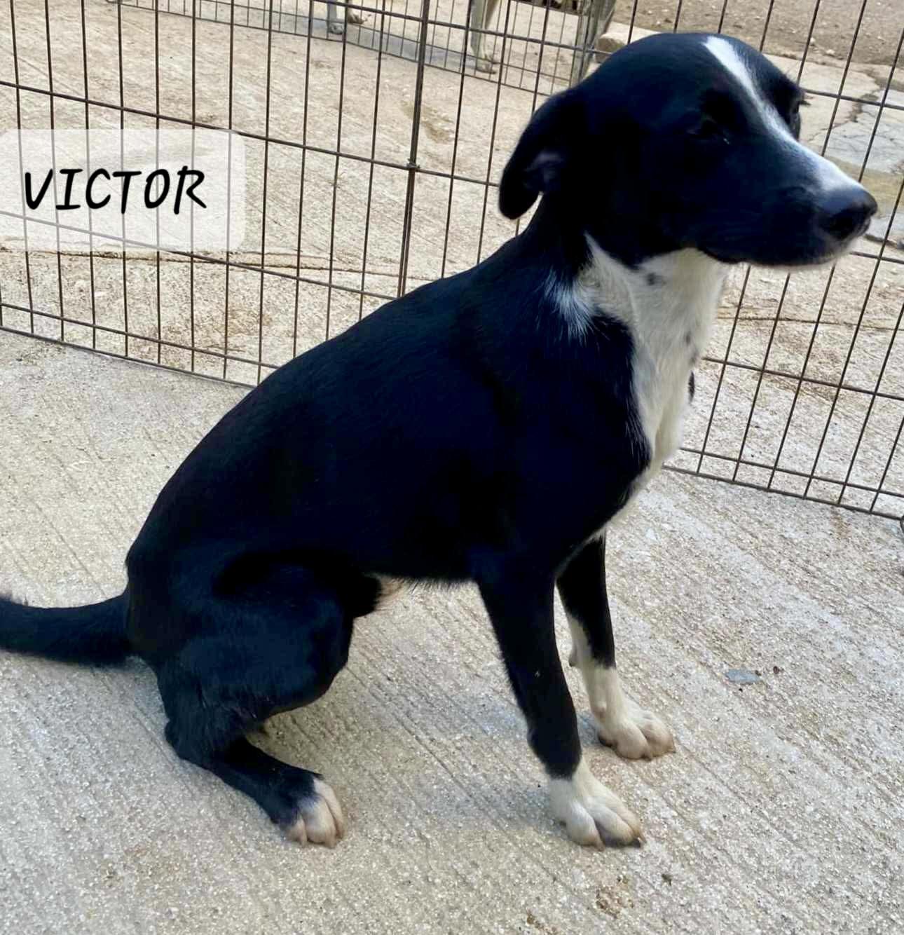 VICTOR 6